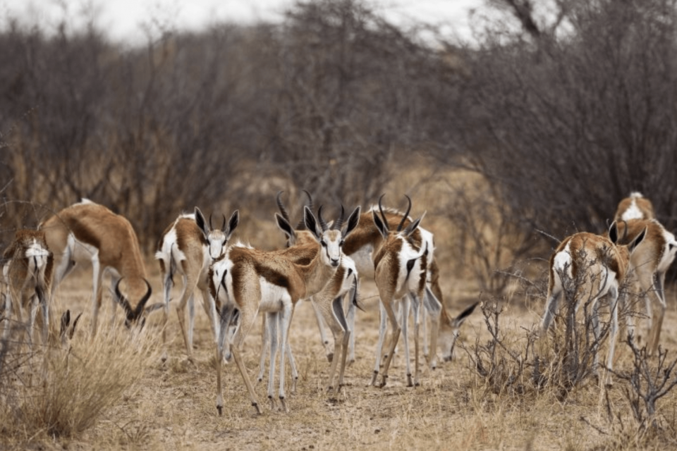 Xhumaga Khumaga campsite Makgadikgadi National Park camping springbok dry season