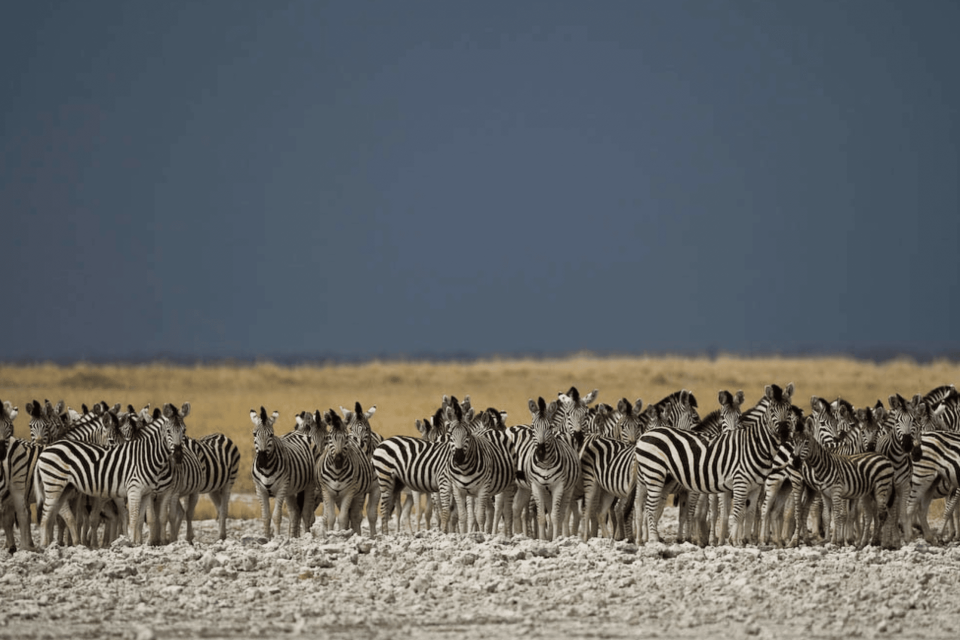 Xhumaga Khumaga campsite Makgadikgadi National Park camping zebra desert