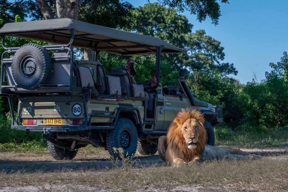 Khwai Wildlife Afri Tourism Collection Botswana male lion game drive